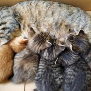 生後1か月😸猫団子5兄妹     里親決定しました。沢山の問い合...