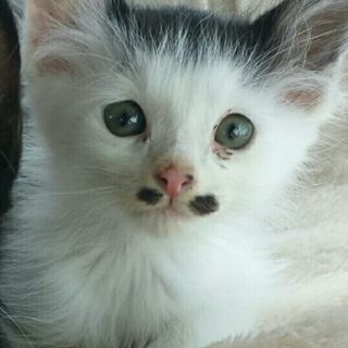 令和元年❤️ 連休5月2日(木)の猫の譲渡会に出します 黒白の男...