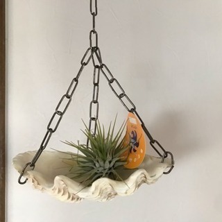 シャコ貝ハングエアープランツ