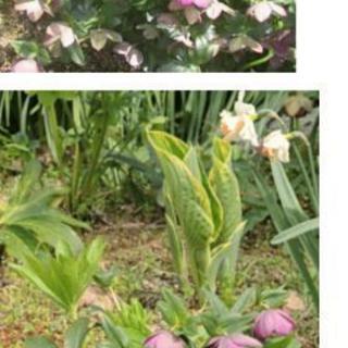 ガーデニングが好きな方花を交換しませんか？