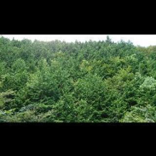 林業🌲長期で働ける方募集！