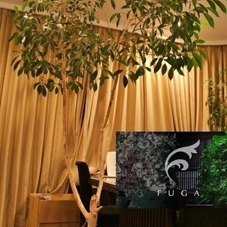 大型観葉植物/ガジュマル/高さ250㎝程