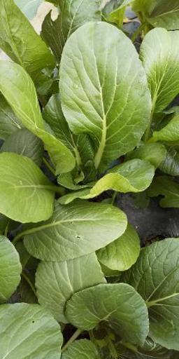 一旦受付終了❗️山梨の農家から直送【朝採り無農薬野菜】よねベジ