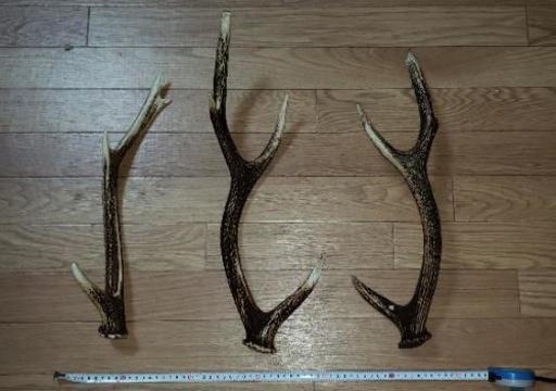 鹿の角(3本)