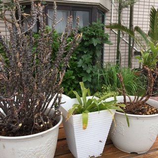 観葉植物等７鉢まとめてもらって下さい！