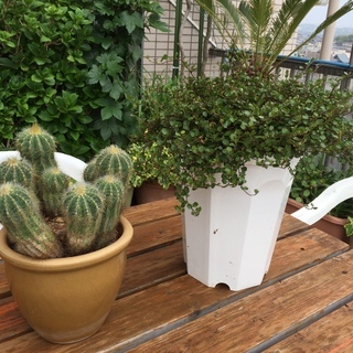観葉植物等７鉢まとめてもらって下さい！の画像