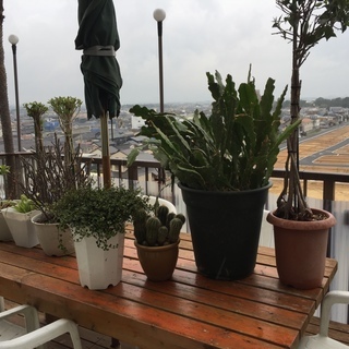 観葉植物等７鉢まとめてもらって下さい！の画像