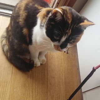 優しい里親さんを探しています