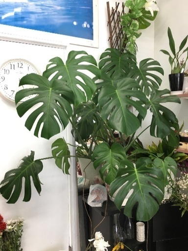 特大モンステラ