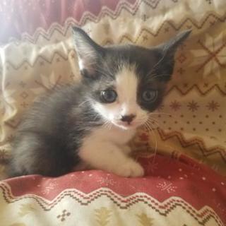 ハチワレの子猫、女の子です！