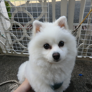 募集停止です。里親さん候補の方のお家でトライアル中です。