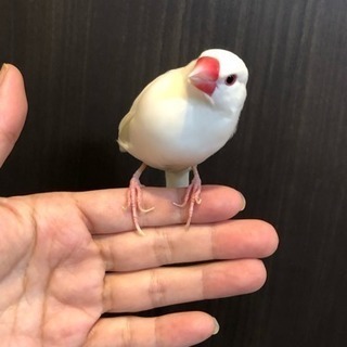 検討しますので、一旦受付中止します。文鳥 2羽 オスとメス 