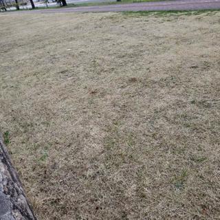 富谷芝生草取りお手伝いできるかた♪