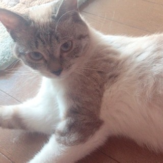 急募！成猫ちゃん