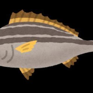 趣味がなく釣りをやったことない人！一緒に調べながら始めませんか？
