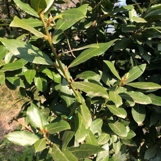 月桂樹（ローリエ）