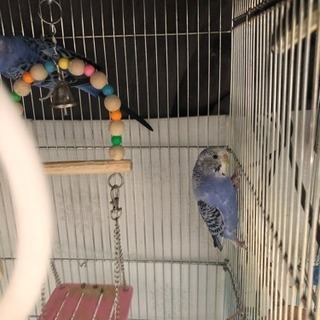 セキセイインコ親子家族