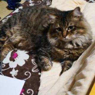 家猫迷子【⠀戻りました！】