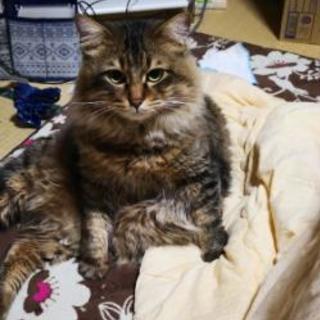 家猫迷子【⠀戻りました！】 - 沼田市