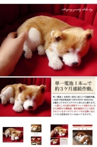 【値下げ】本物そっくりに眠る柴犬