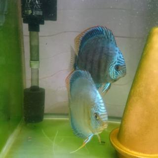 熱帯魚 ディスカス