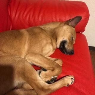 熊野犬  男の子 