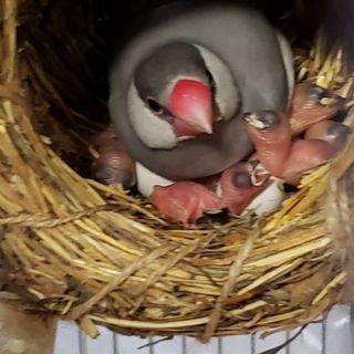 シナモン文鳥とシルバー文鳥の雛です
