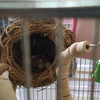 シナモン文鳥とシルバー文鳥の雛です - 浜松市