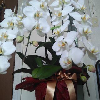 花の終わった胡蝶蘭