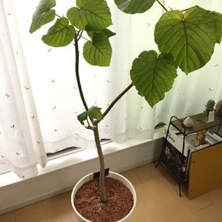 観葉植物 ウンベラータ 115センチ