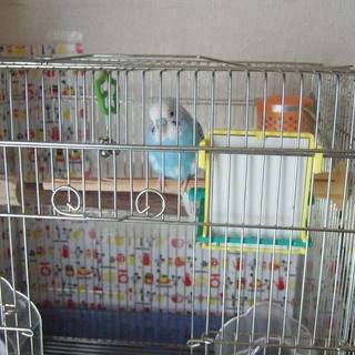 セキセイインコ(5歳メス)里親募集