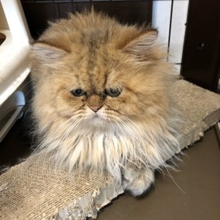 チンチラゴールド チンチラシルバー