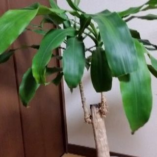 観葉植物