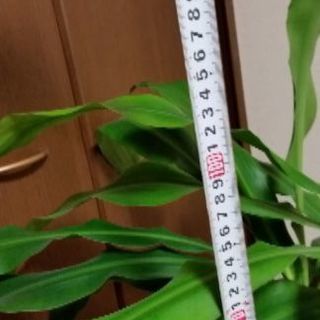 観葉植物の画像