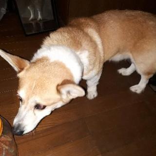 コーギー