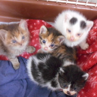 ♡とても可愛い子猫　４兄弟おります。