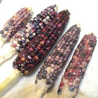 グラスジェムコーン 種 無料の画像