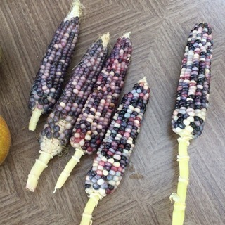 グラスジェムコーン 種 無料の画像