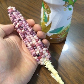 グラスジェムコーン 種 無料の画像