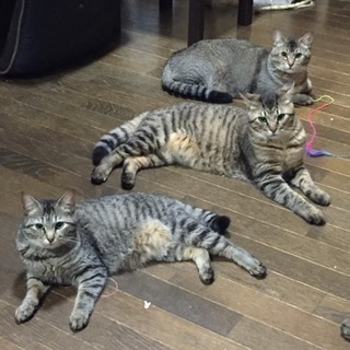 お友だち募集