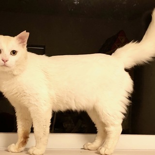 半長毛 保護猫♂ 3歳くらい
