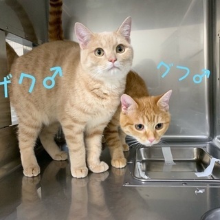 保健所からレスキュー！1歳位の兄弟🐱僕達と家族になってください🍀...
