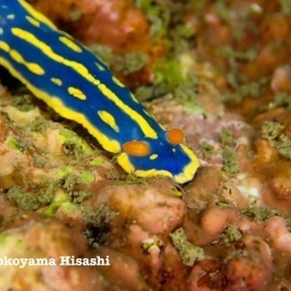 葉山 ダイビング仲間募集 （湘南、城ヶ崎、伊豆エリア） − 神奈川県
