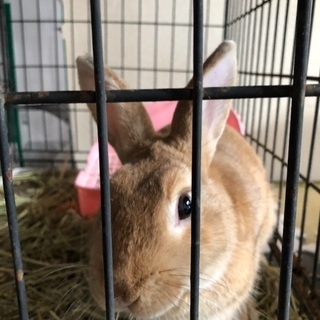 ミニウサギ 一歳