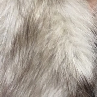 《美品》洋装&和装兼用  毛皮ショールの画像