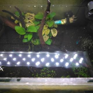 カージナルテトラ4匹、ヤマトヌマエビ多数