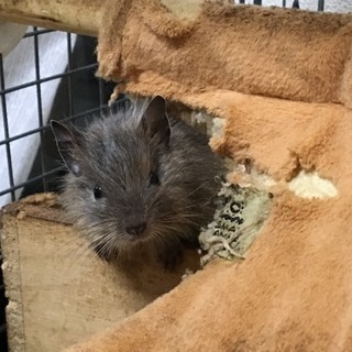 デグー赤ちゃん