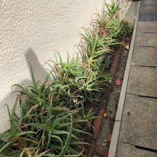 アロエ アロエベラ 植物の画像