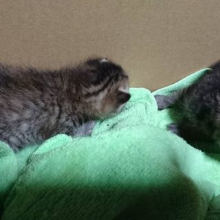 生後２週間の子猫 里親募集です。