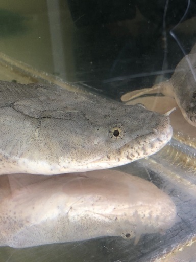 Wildビサウ産アンソルギー【極太】55センチ